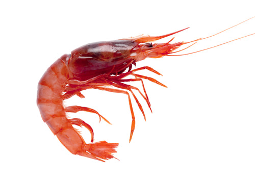 "Gamba Roja Mediterranea" Mediterranean Red Shrimp (20-30 units) - ARC IBERICO IMPORTS