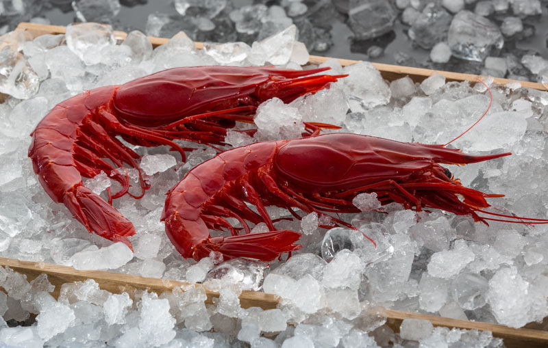 Carabinero "0" Extra Large Red King Prawn (8-10 units) - ARC IBERICO IMPORTS