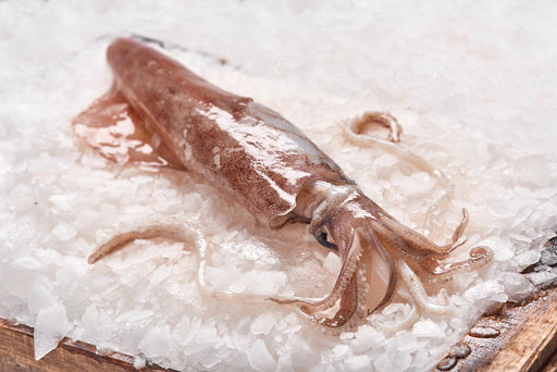 "Chipirones" Small Squids - ARC IBERICO IMPORTS