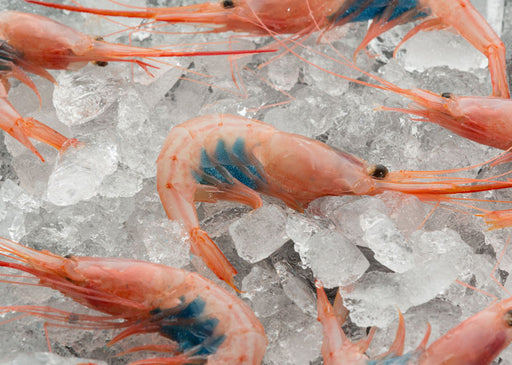 "Quisquilla" Blue Belly Shrimp (50-100 units) - ARC IBERICO IMPORTS